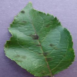 Apple Apple scab