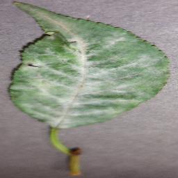 Cherry Powdery mildew