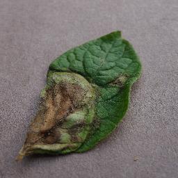 Potato Late blight