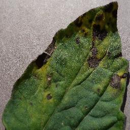 Tomato Early blight
